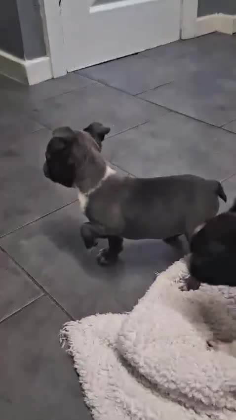 Boston Terrier dogs for sale: Boston Terrier Puppies KC REGISTERED🐶 - Video 1