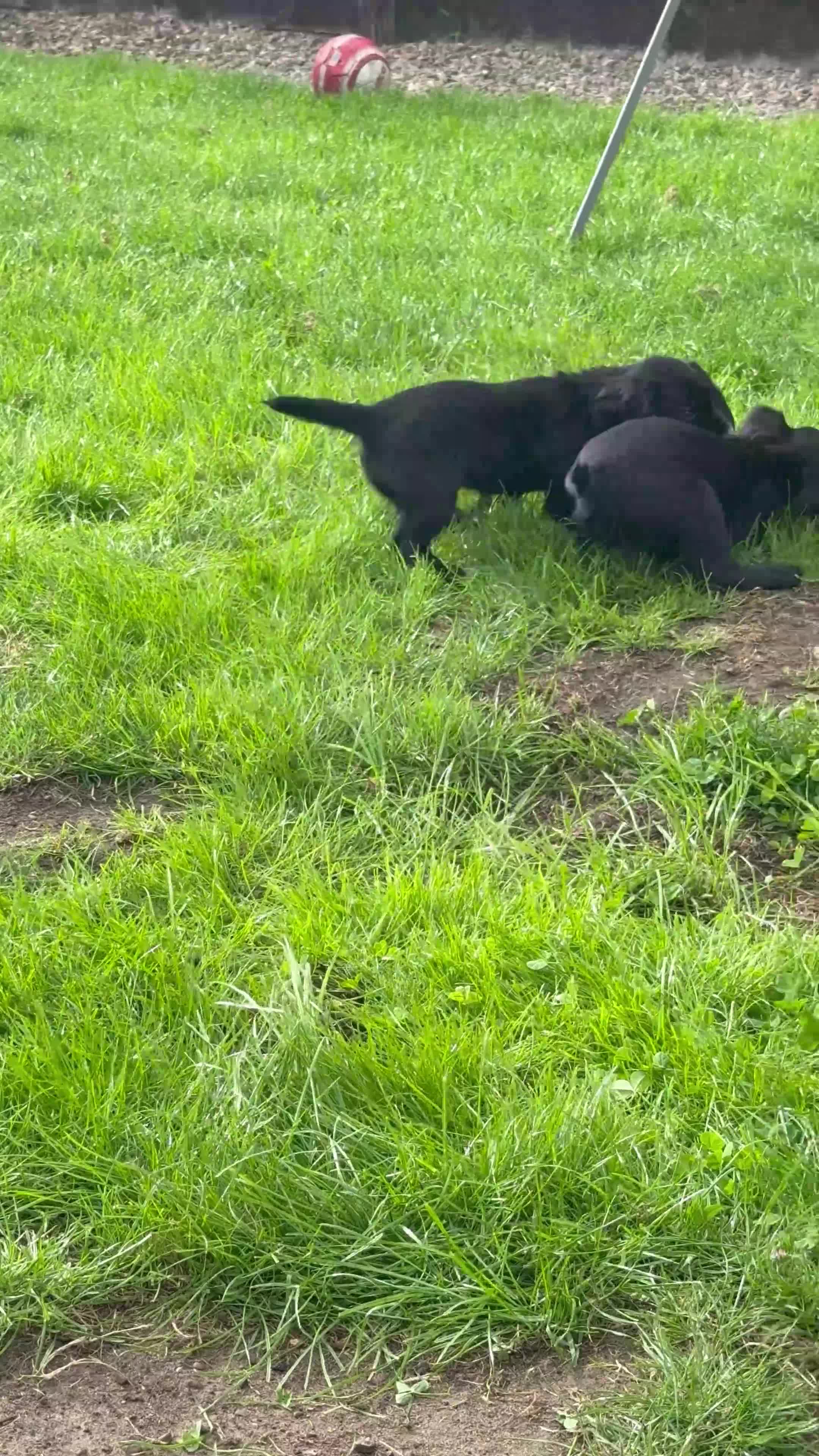 Cocker Spaniel dogs for sale: Working Cocker Spaniel pups in Houghton le Spring - Video 1