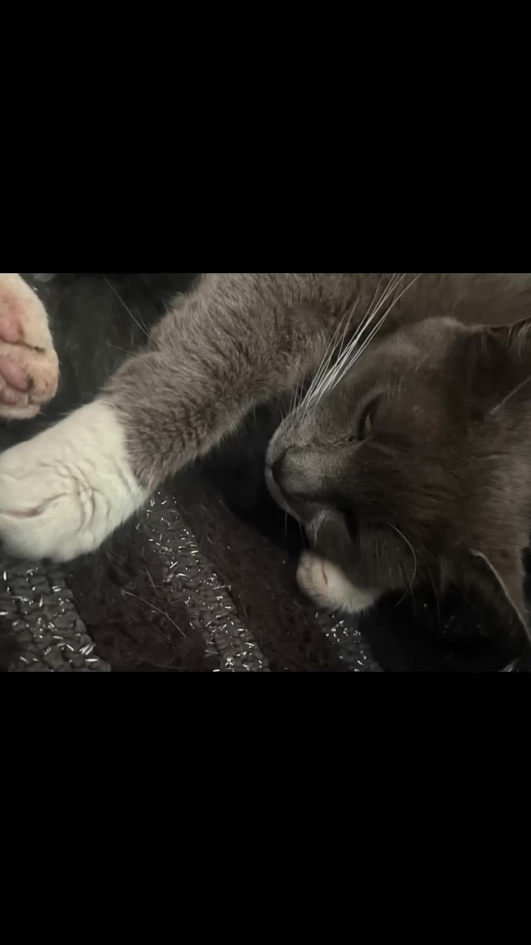 Munchkin cats for sale: Cute Black & White Kitten is looking for a home in Royston - Video 1