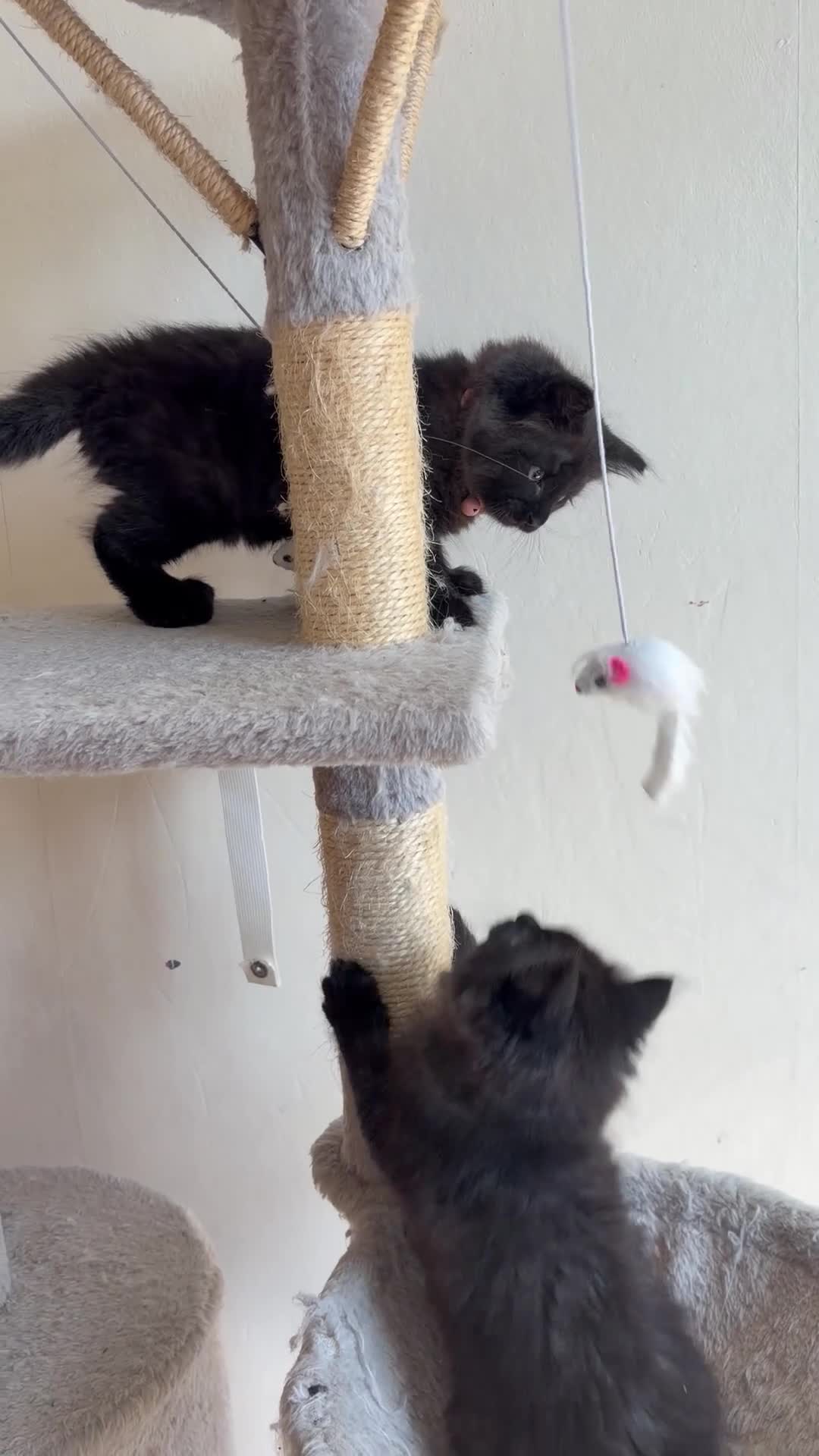 Ragdoll cats for sale: Mixed Siamese/Ragdoll kittens for sale in Harrow - Video 2