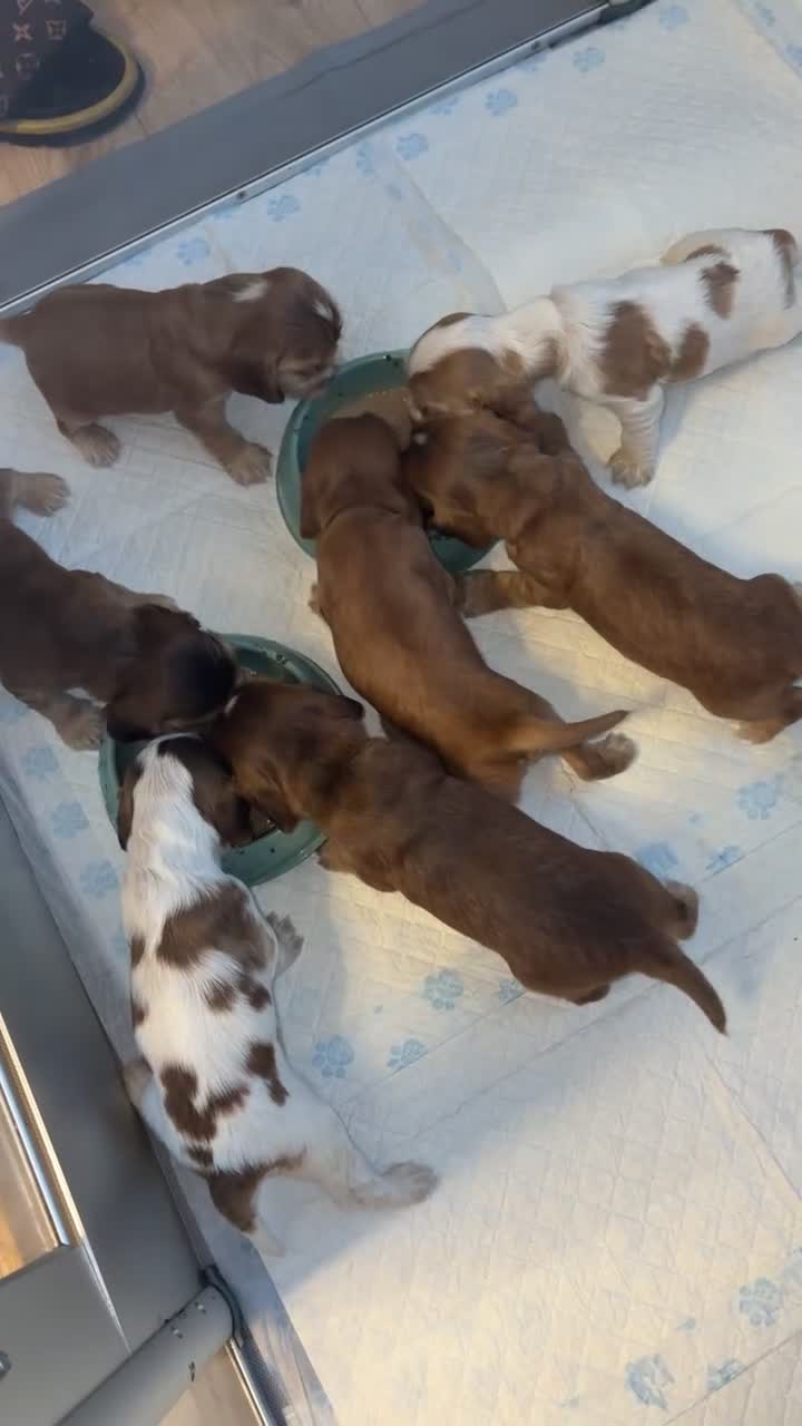 Cocker Spaniel dogs for sale: ⭐️⭐️⭐️⭐️kc registered show cocker spaniels⭐️⭐️⭐️⭐️ in Stockton-on-Tees - Video 5