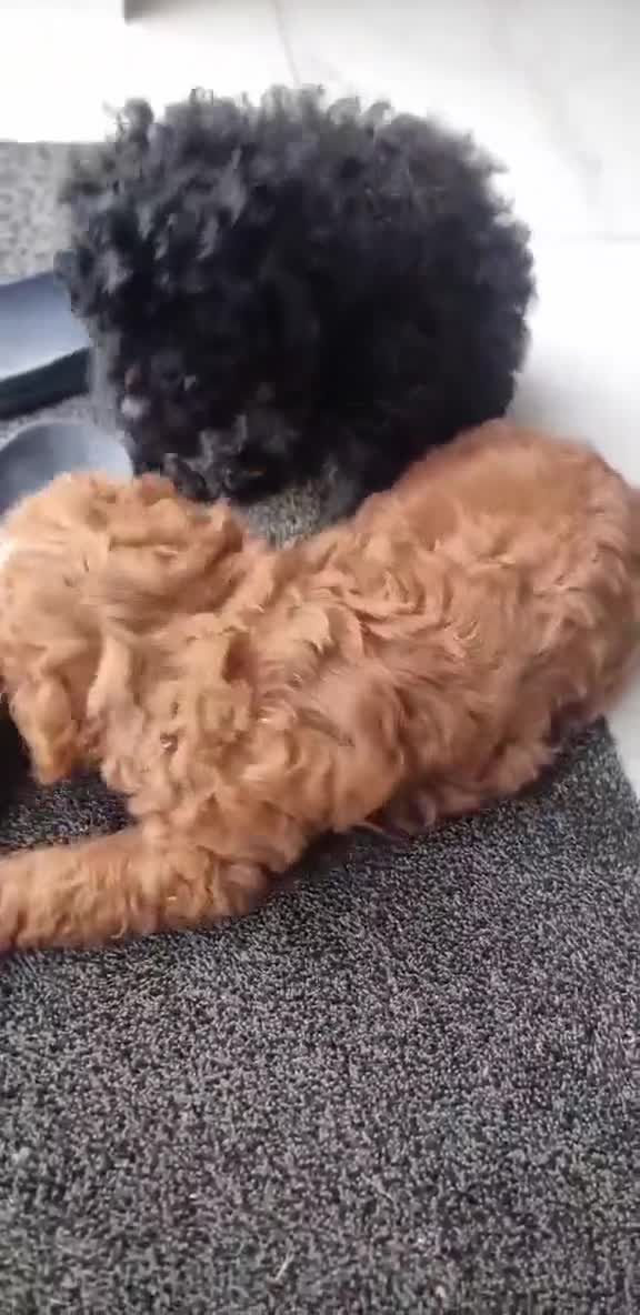 Shihpoo dogs for sale: Only one female puppy   - Video 4