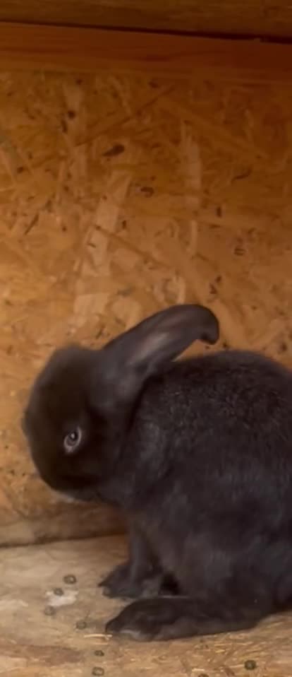 French Lop rabbits for sale: FRENCH LOP - REDUCED ✨ - Video 2
