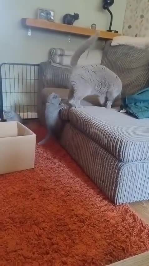 British Shorthair cats for sale: Gorgeous chunky British Shorthairs pedigree parent - Video 1