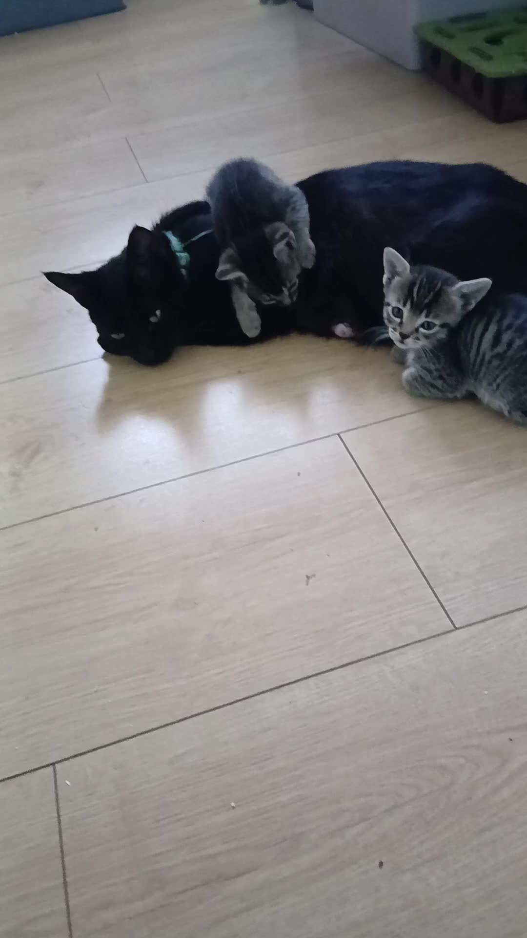 British Shorthair cats for sale: 1 boys,6girls - Video 2