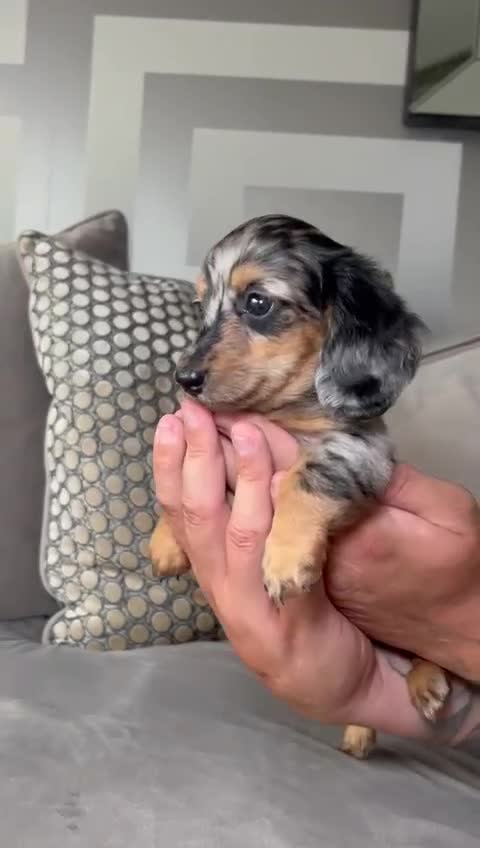 Miniature Dachshund dogs for sale: Long-Haired Dapple Mini Dachshund Puppy (RE-HOME) - Video 1