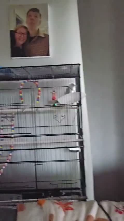 Cockatiels birds for sale: Handsome male cockatiel  - Video 2