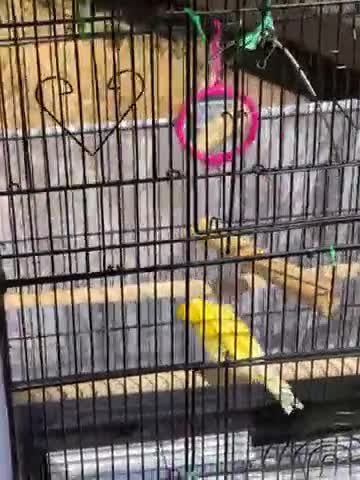 Canaries birds for sale: Canary  - Video 3