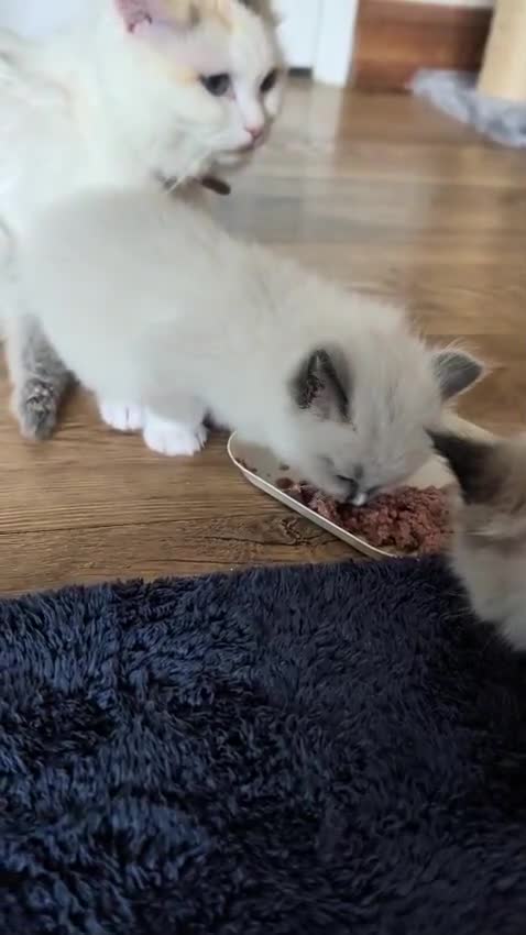 Ragdoll cats for sale: READY to go: 2 Purebred Ragdoll Kittens  - Video 3