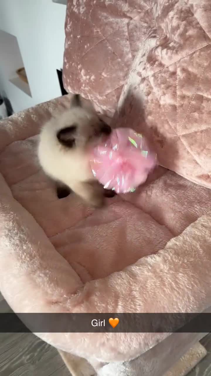 Ragdoll cats for sale: 🌸pedigree Ragdoll babies, reduced🌸 - Video 4