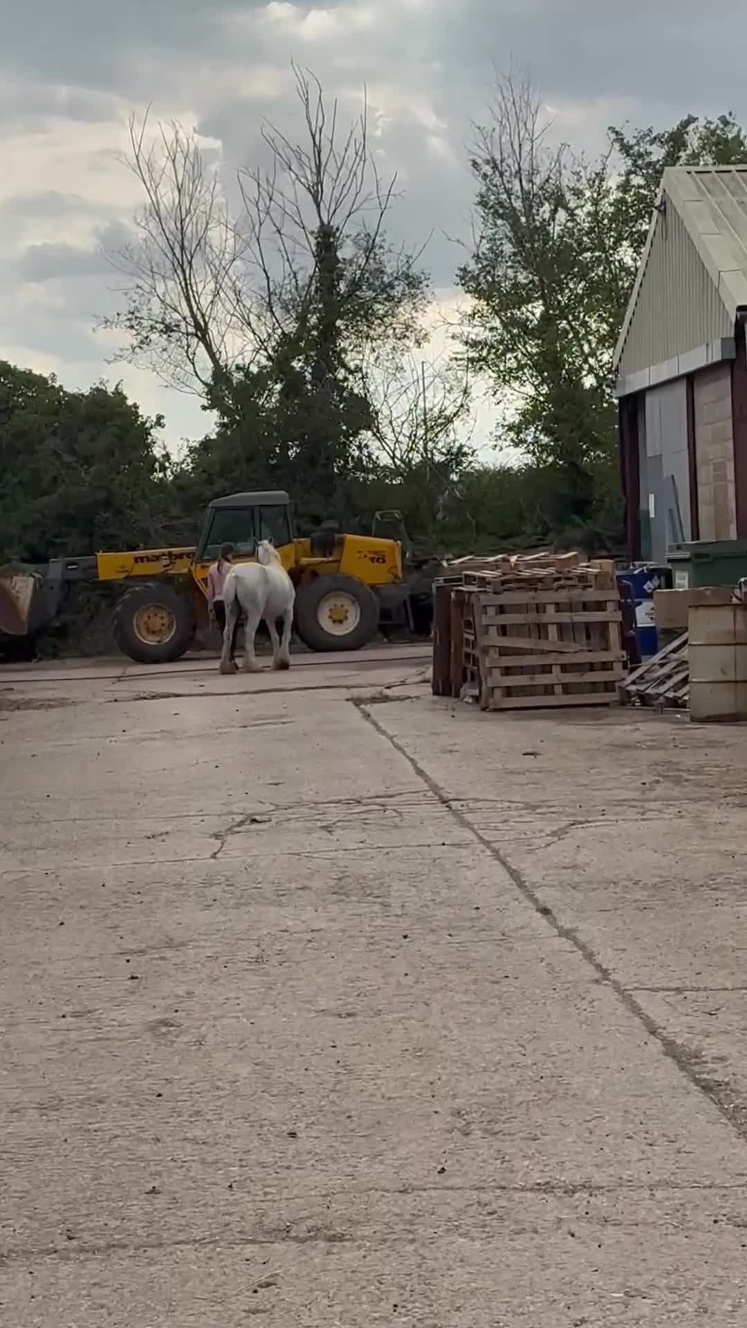 Dales horses for sale: Unreg dales x cob mare - Video 3