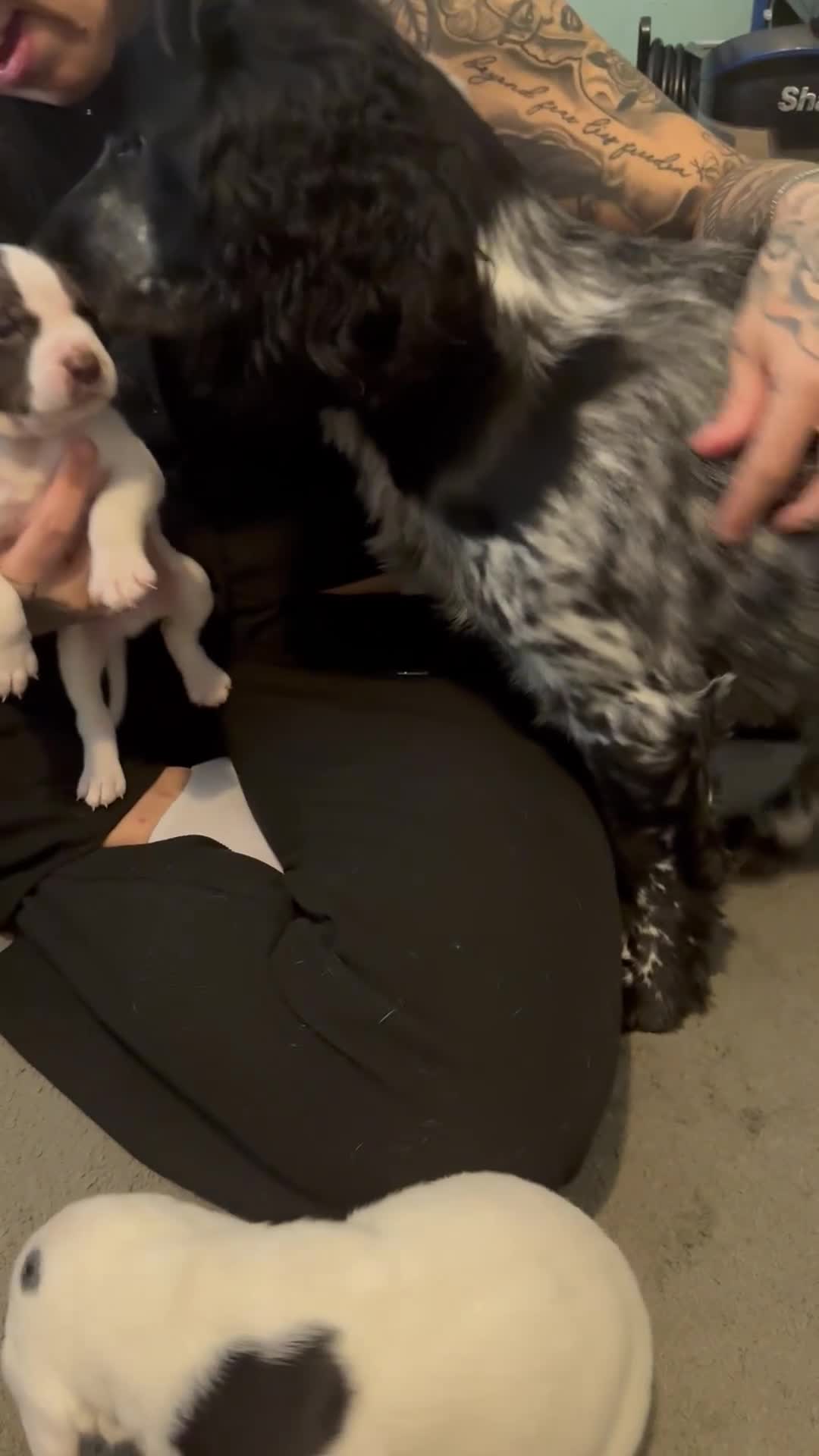 Mixed Breed dogs for sale: Litter of 9 healthy pups  - Video 2
