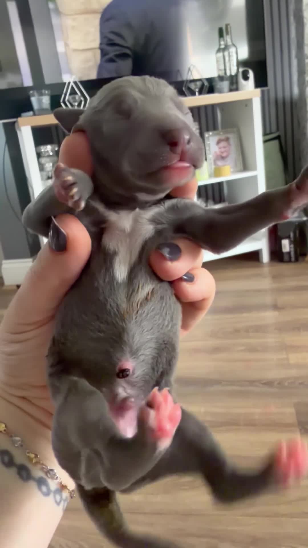 Whippet dogs for sale: Stunning Whippet puppies  - Video 1