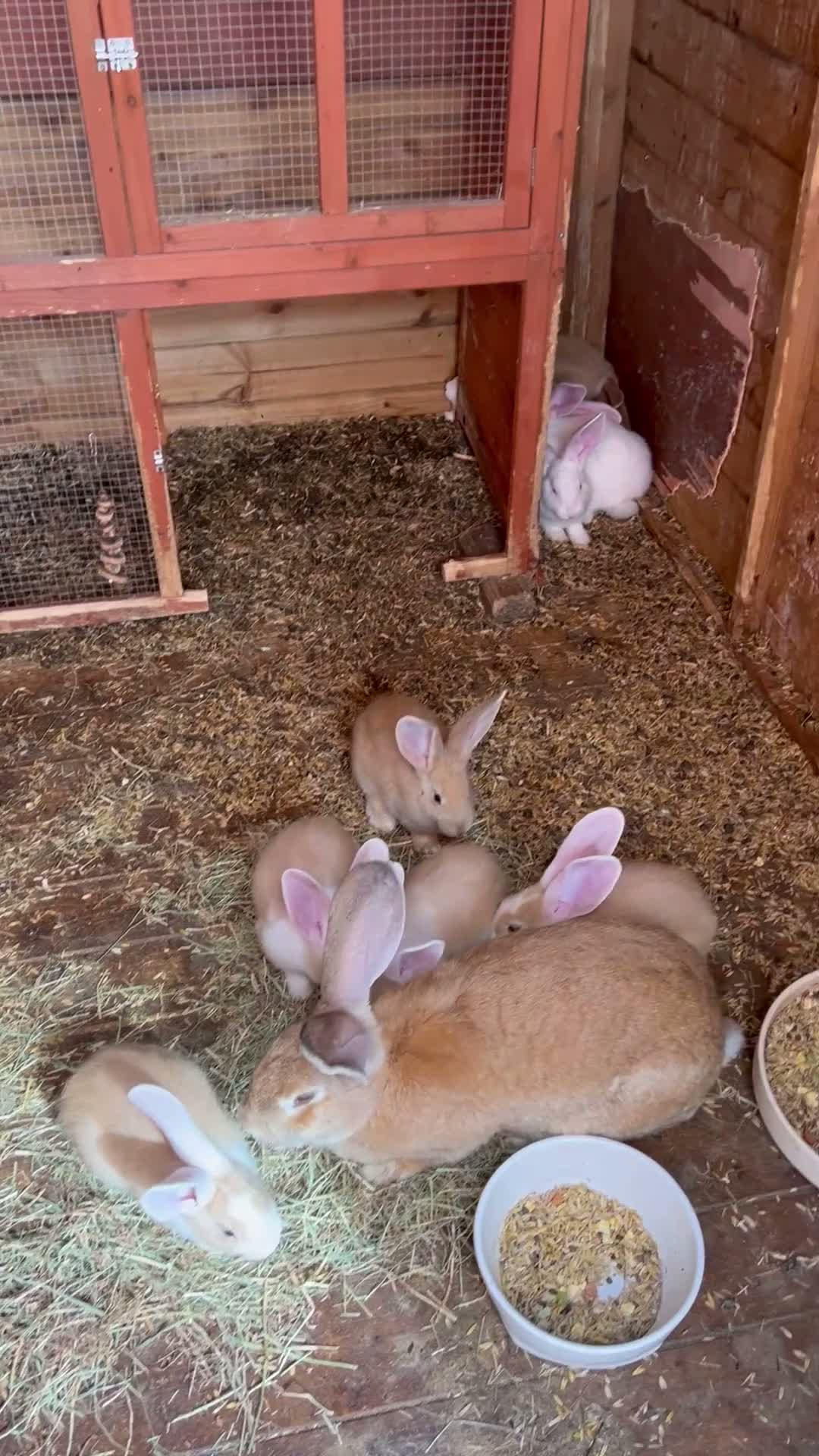 Continental Giant rabbits for sale: Continental giant babies for sale  - Video 1