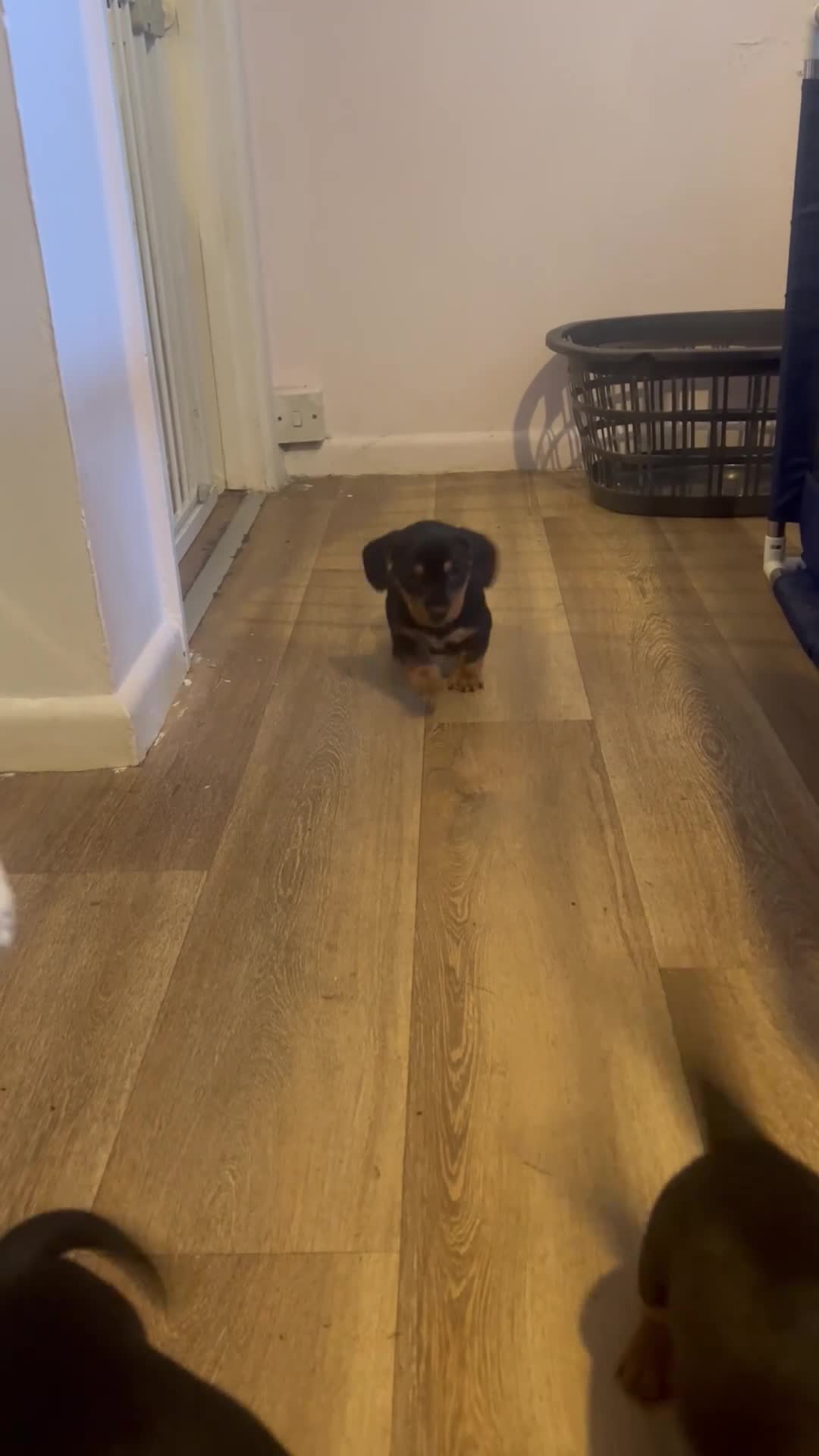 Miniature Dachshund dogs for sale: 5 Boys!! Rough haired / Smooth 🩵💙🩵💙🩵 - Video 4