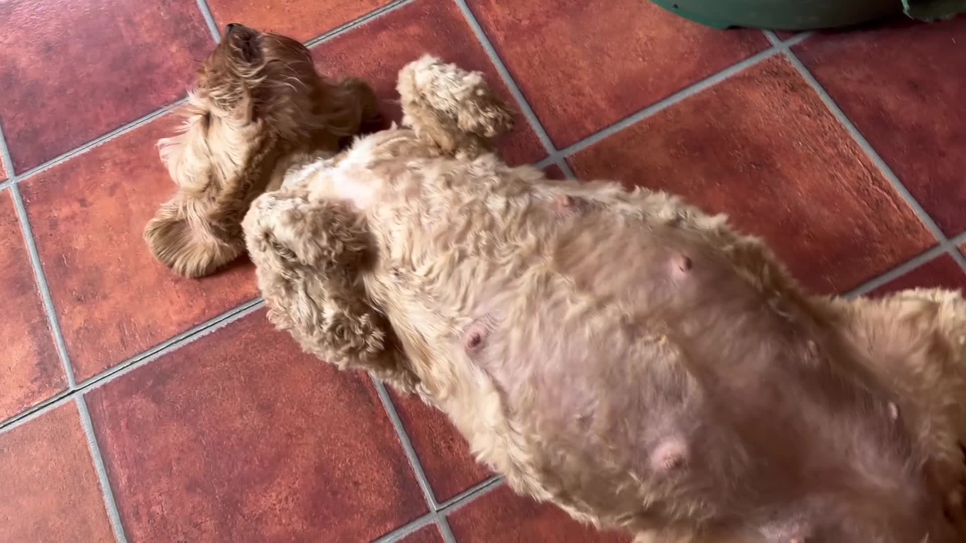 Australian Labradoodle dogs for sale: Fully health tested Australian Labradoodle puppies - Video 3