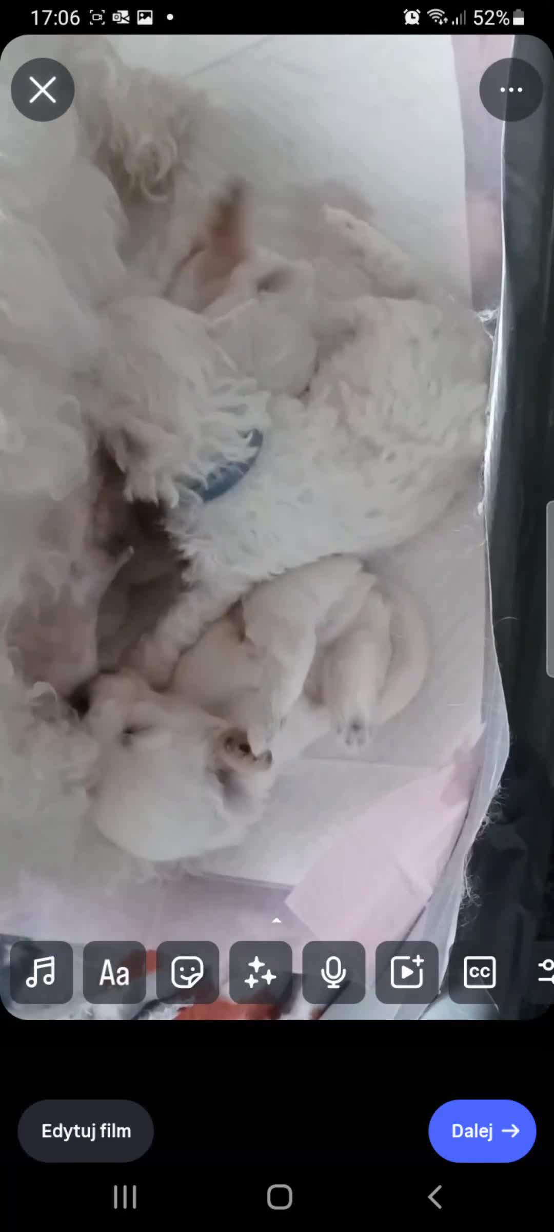 Bichon Frise dogs for sale: GORGEOUS BICHON FRISE❤️ 2 girls 3 boys - Video 1