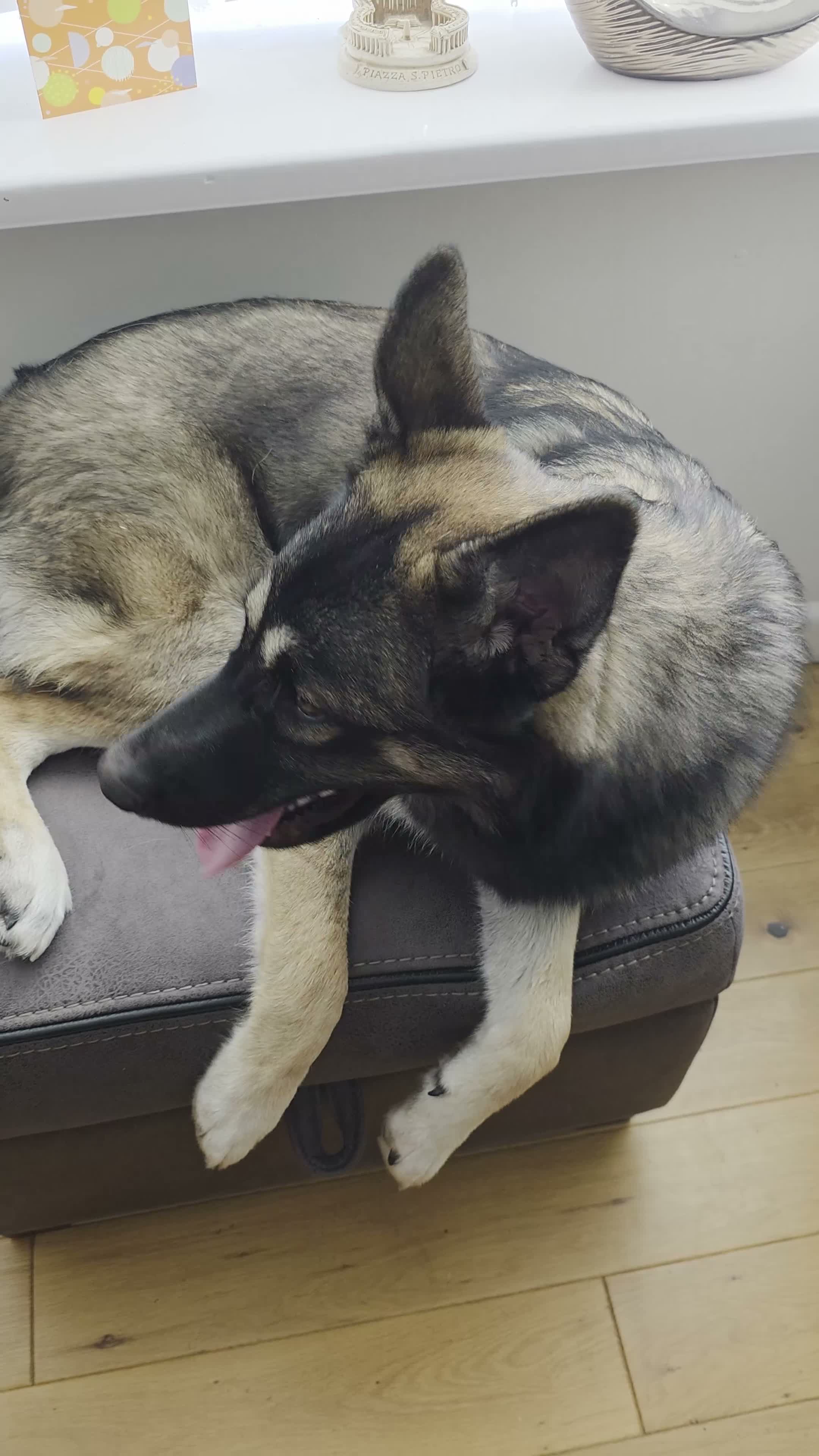 Shepsky dogs for sale: Shepsky  - Video 1