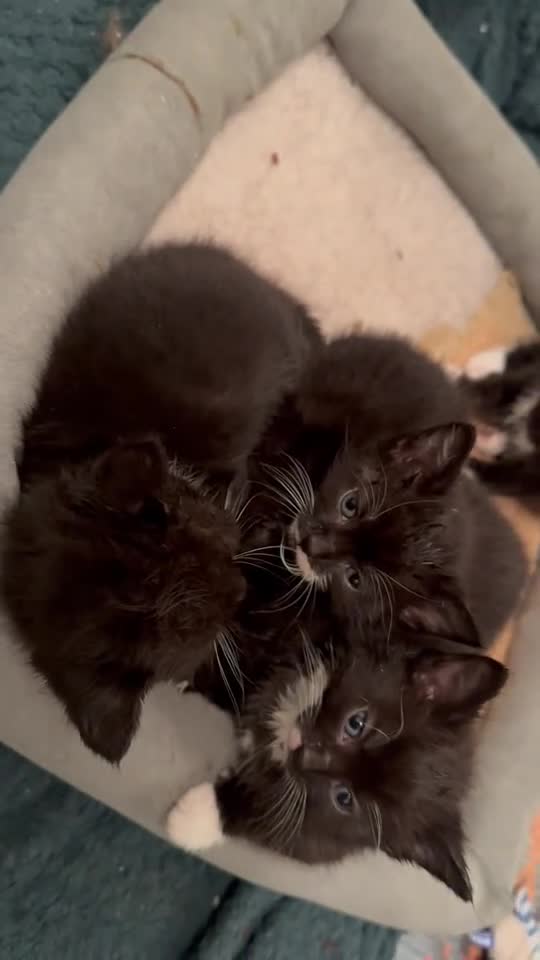 Mixed Breed cats for sale: Kittens looking for their PURRfect forever homes - Video 4