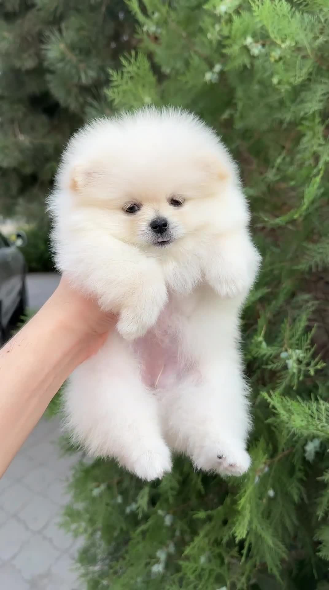 Pomeranian dogs for sale: Pomeranian male and female color light cream - Video 3