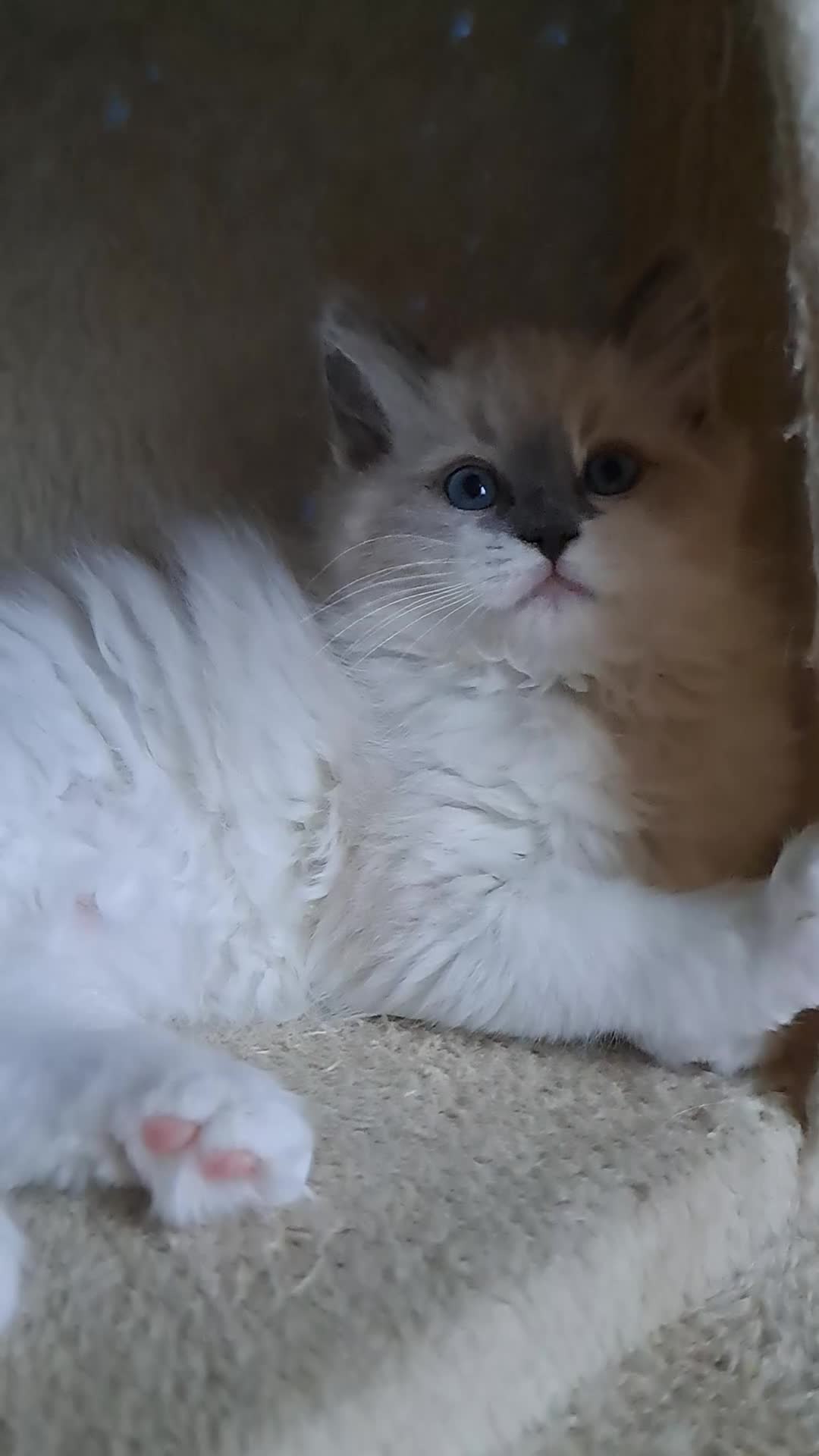 Ragdoll cats for sale: GCCF registered Ragdoll kittens 🐈 - Video 1