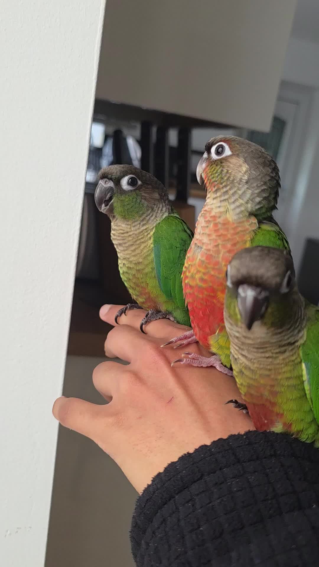Parrots birds for sale: Handreared Baby Green Cheek Tame Conures  - Video 2