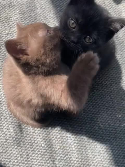 British Shorthair cats for sale: Rare Chocolate Boy - British Shorthair  - Video 1