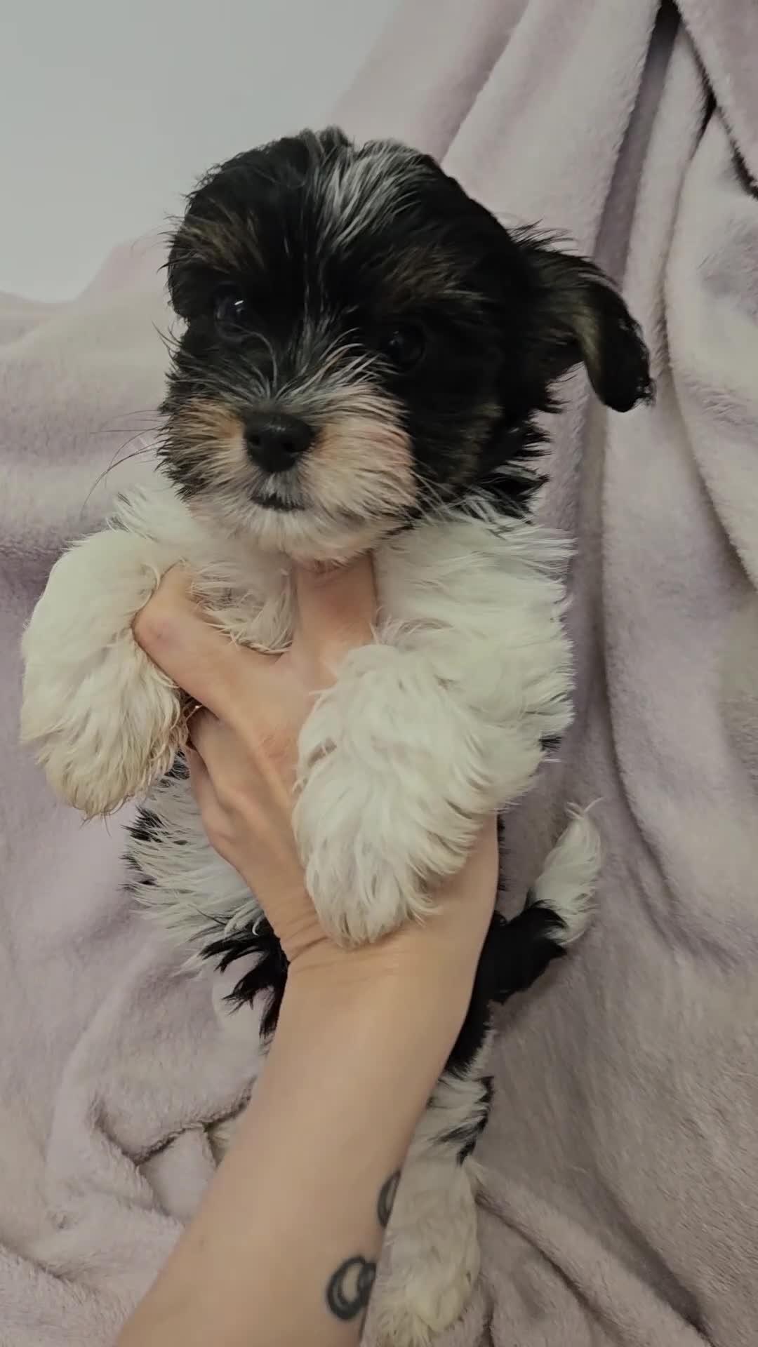 Yorkshire Terrier dogs for sale: 🩷 DNA tested parents 🩷 Small Biewer girl - Video 2