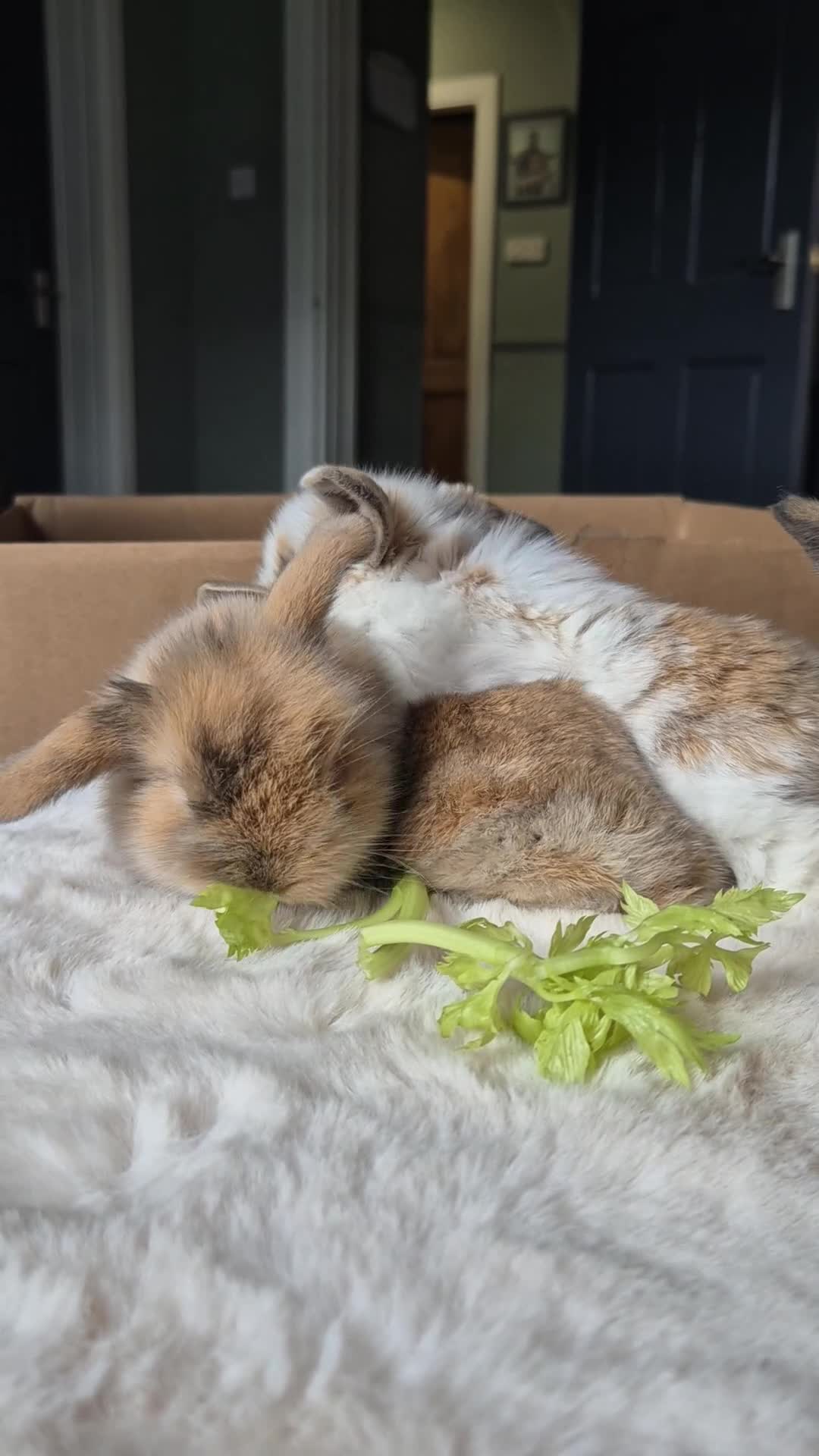 Mixed Breed rabbits for sale: Gorgeous bunnies for sale - Video 2