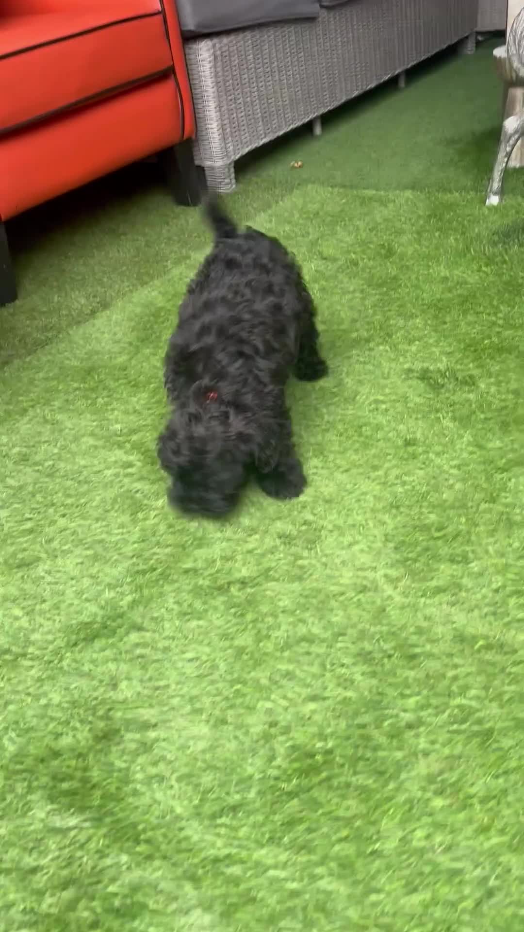 Yorkiepoo dogs for sale: Yorkiepoo Puppys - Video 2
