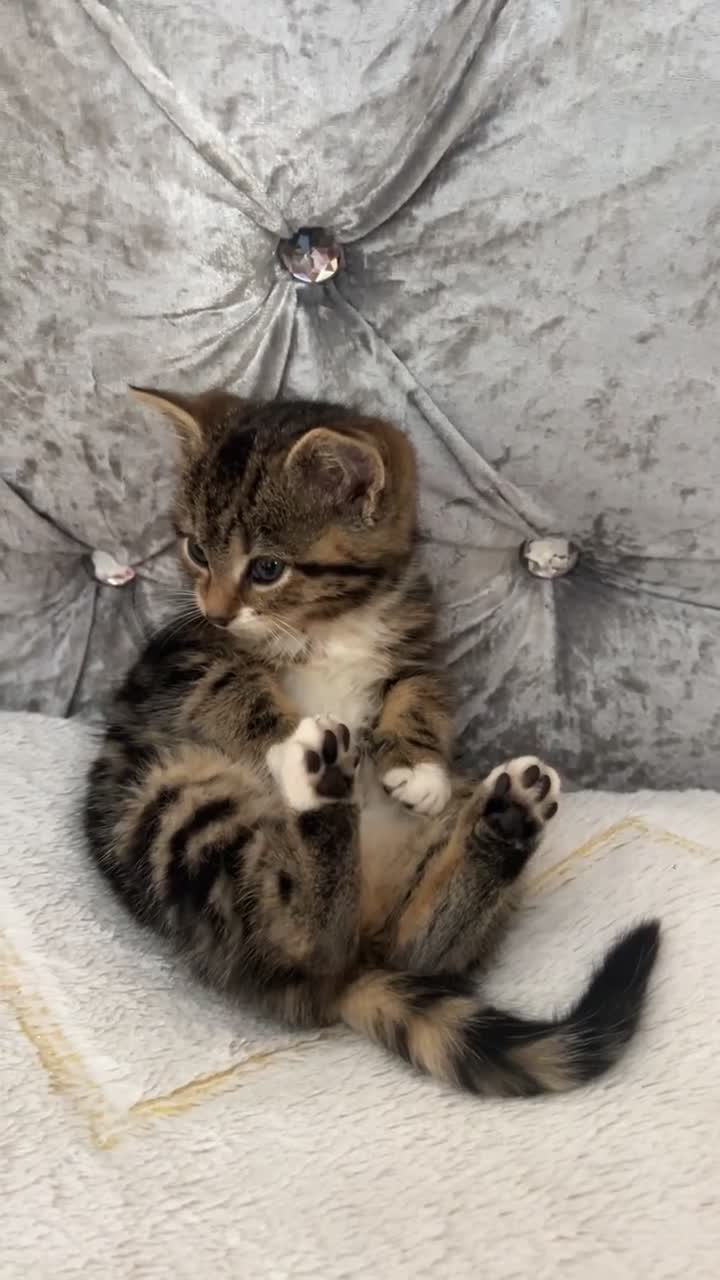 Bengal cats for sale: Bengal X kittens - Video 2