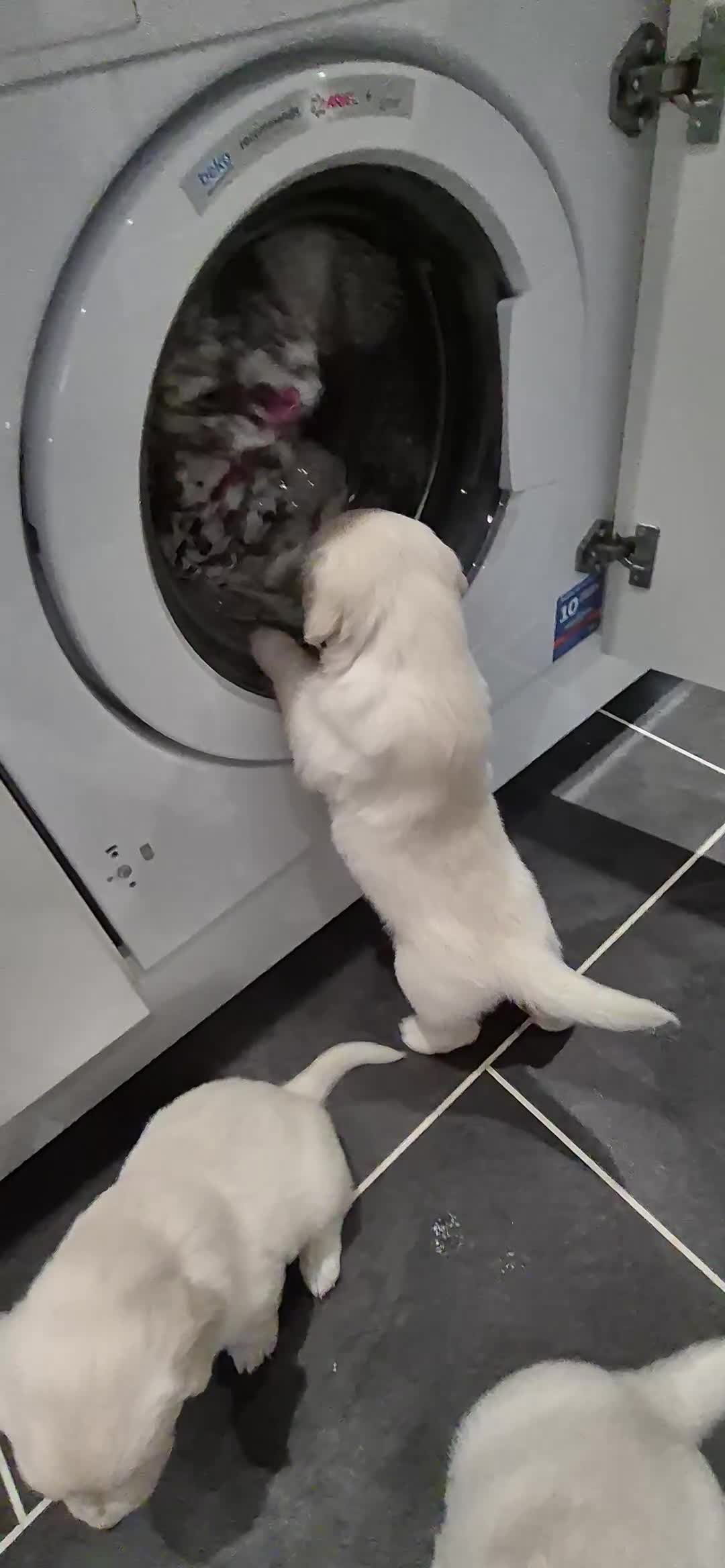 Golden Retriever dogs for sale: Golden retriever beautiful cream puppies - Video 4