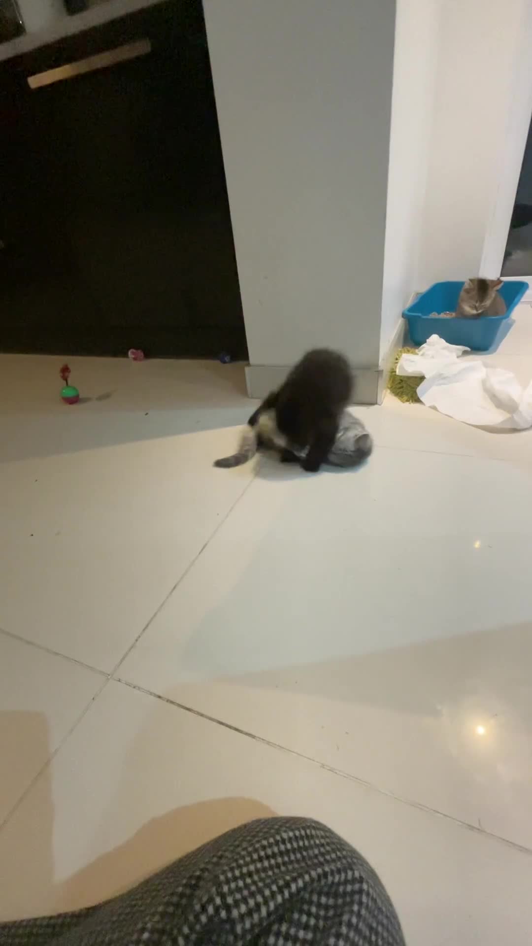 British Shorthair cats for sale: Exceptional BSH kitten, chocolate brown  - Video 1