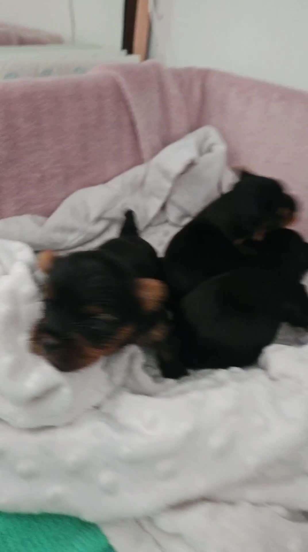Yorkshire Terrier dogs for sale: Yorkshire terrier (miniature) - Video 1