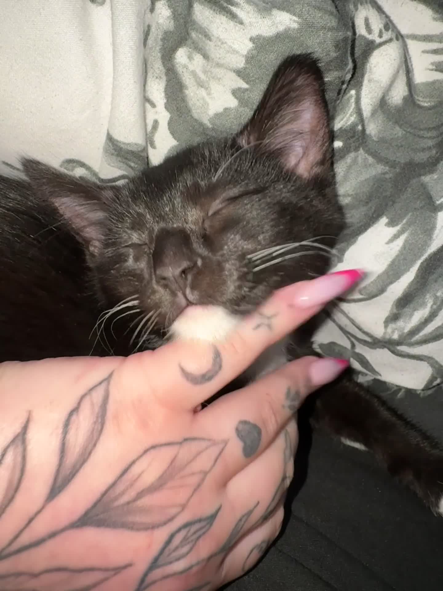 Mixed Breed cats for sale: Kitten  - Video 1