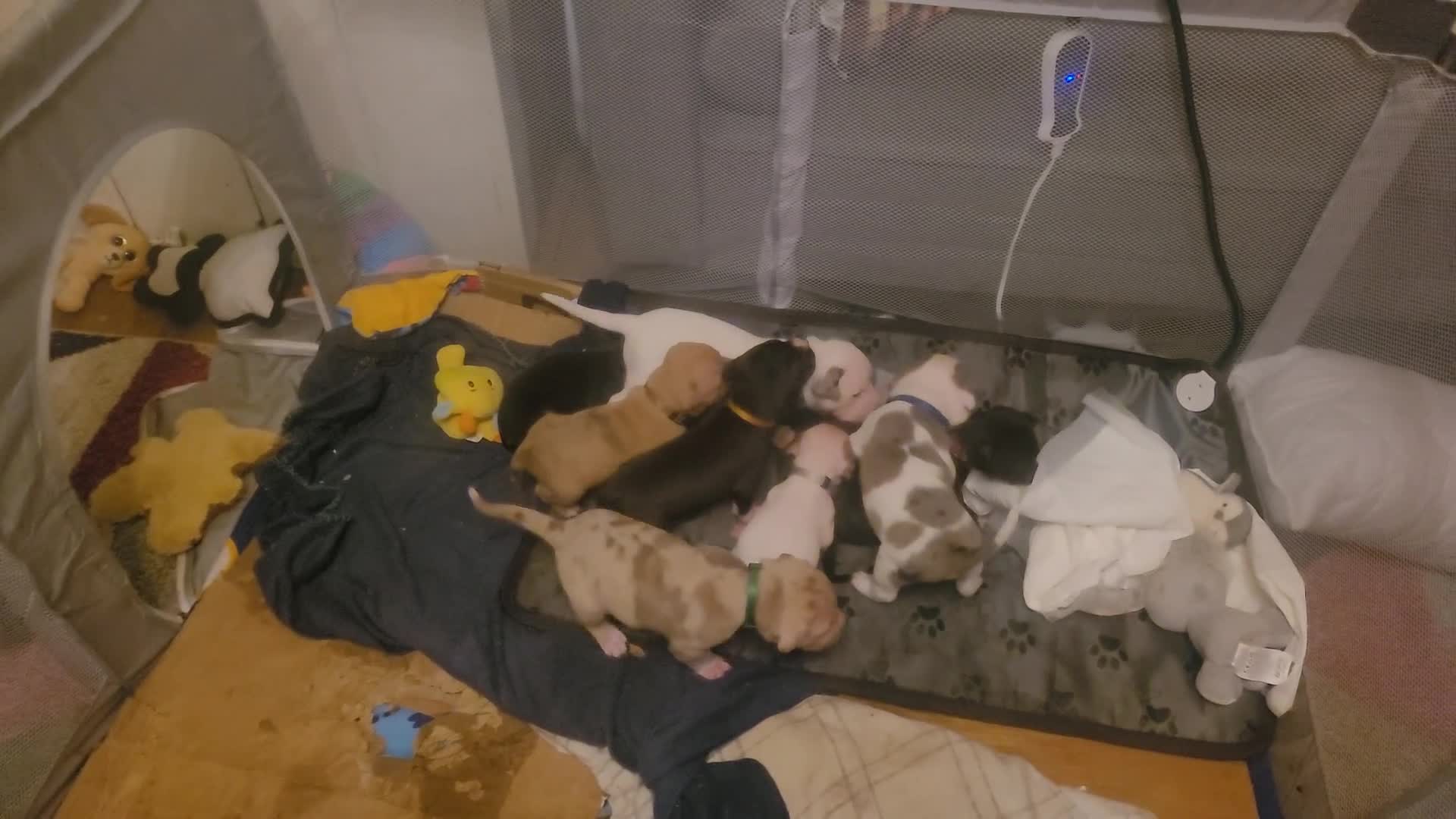 Mixed Breed dogs for sale: Gorgeous American Bulldog cross mastiff puppies - Video 1