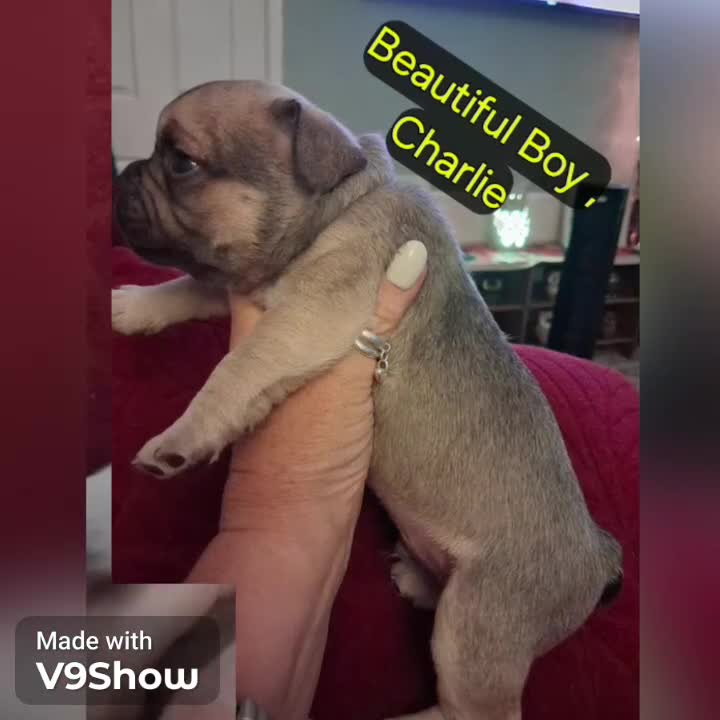 French Bulldog dogs for sale: KC beautiful  frenchies  in Sutton Coldfield - Video 1