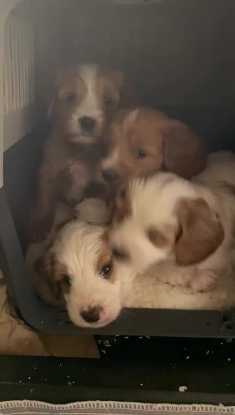 Australian Labradoodle dogs for sale: Genuine 100% Australian Labradoodle Puppies - Video 1