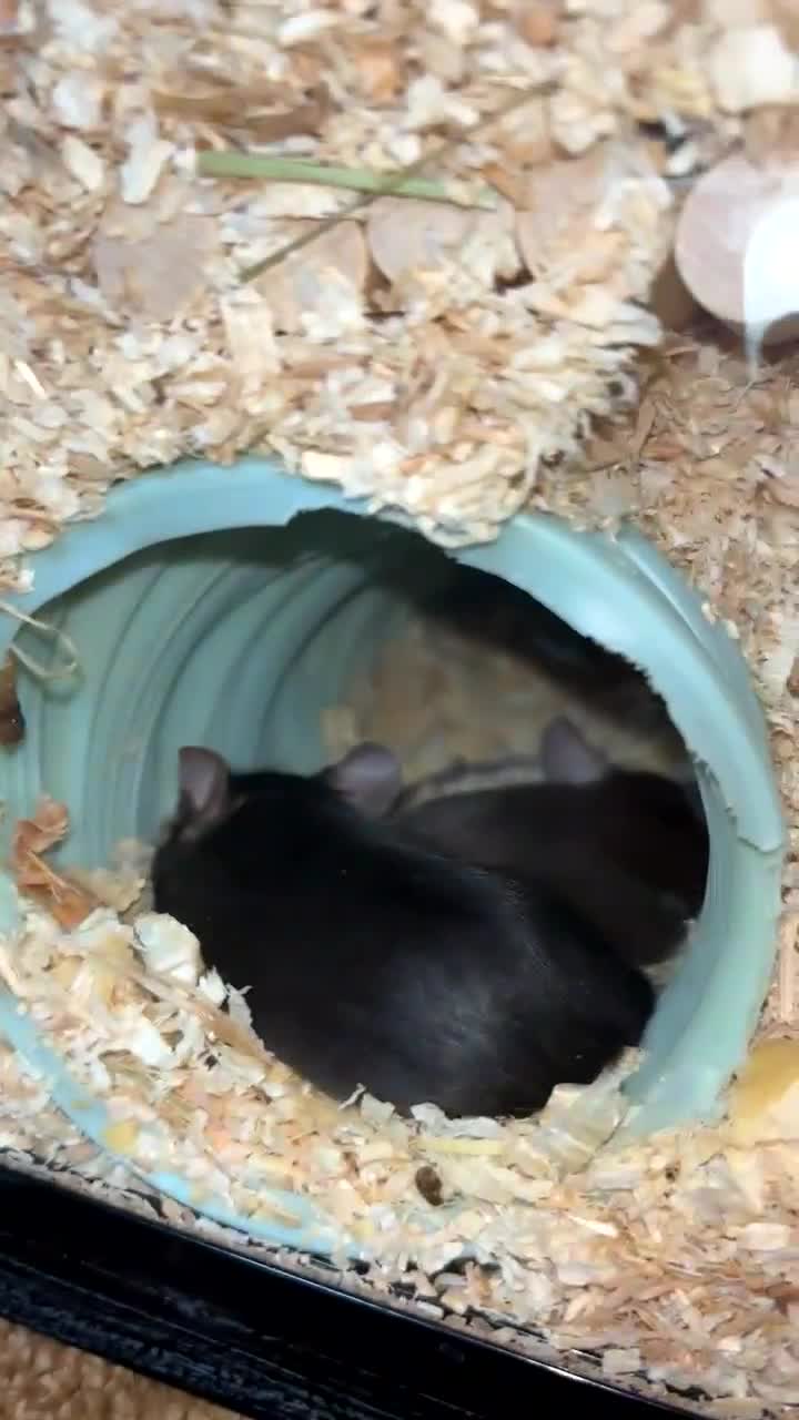 Mouse rodents for sale: 4 female mice and full setup in Luton - Video 1