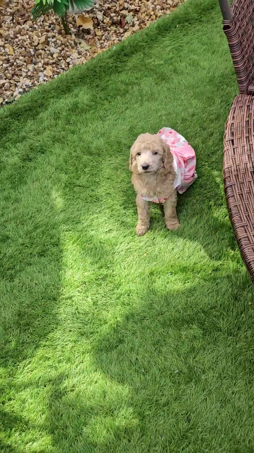 Standard Poodle dogs for sale: REDUCED TODAY!! Last 2 boys 1 cream 1 BLACK 😍  - Video 2