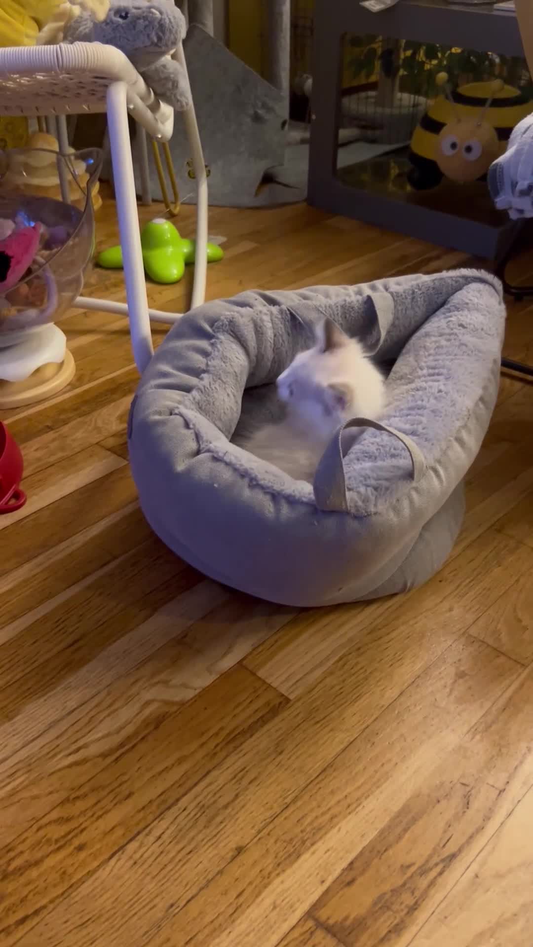Ragdoll cats for sale: READY NOW 12 WEEK MALE RAGDOLL KITTEN 😻 - Video 1