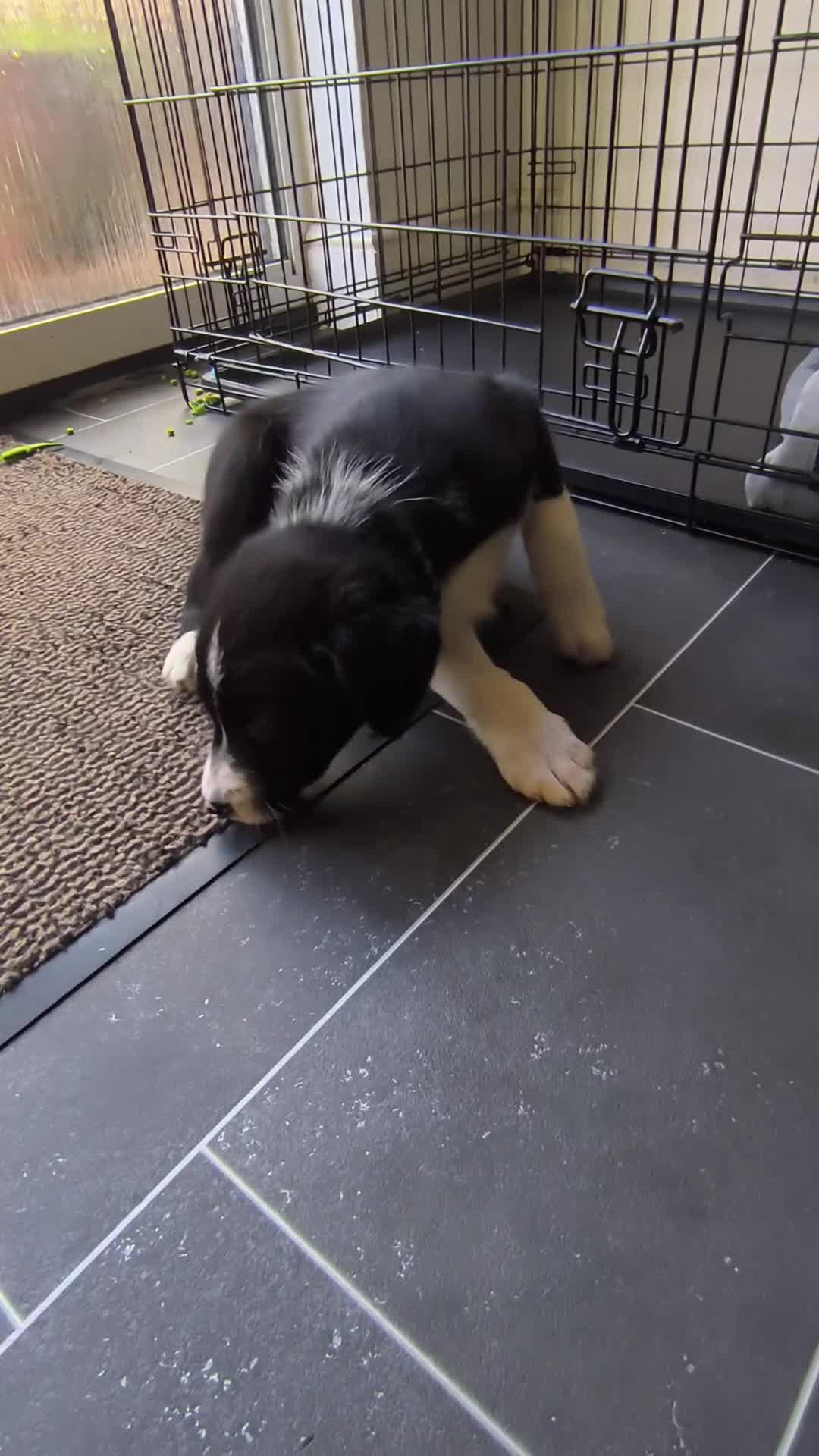 Border Collie dogs for sale: Border Collie Puppies - Video 1