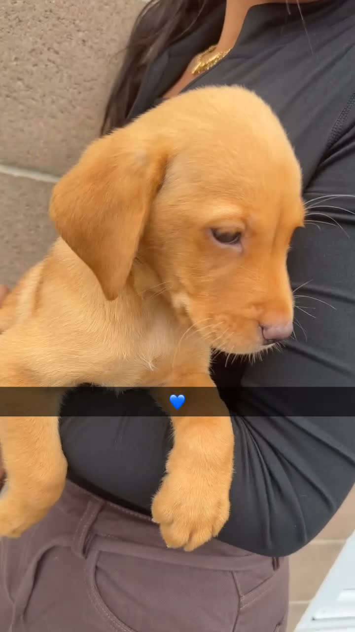 Labrador Retriever dogs for sale: Eight beautiful Labrador puppies  in Westbury - Video 3