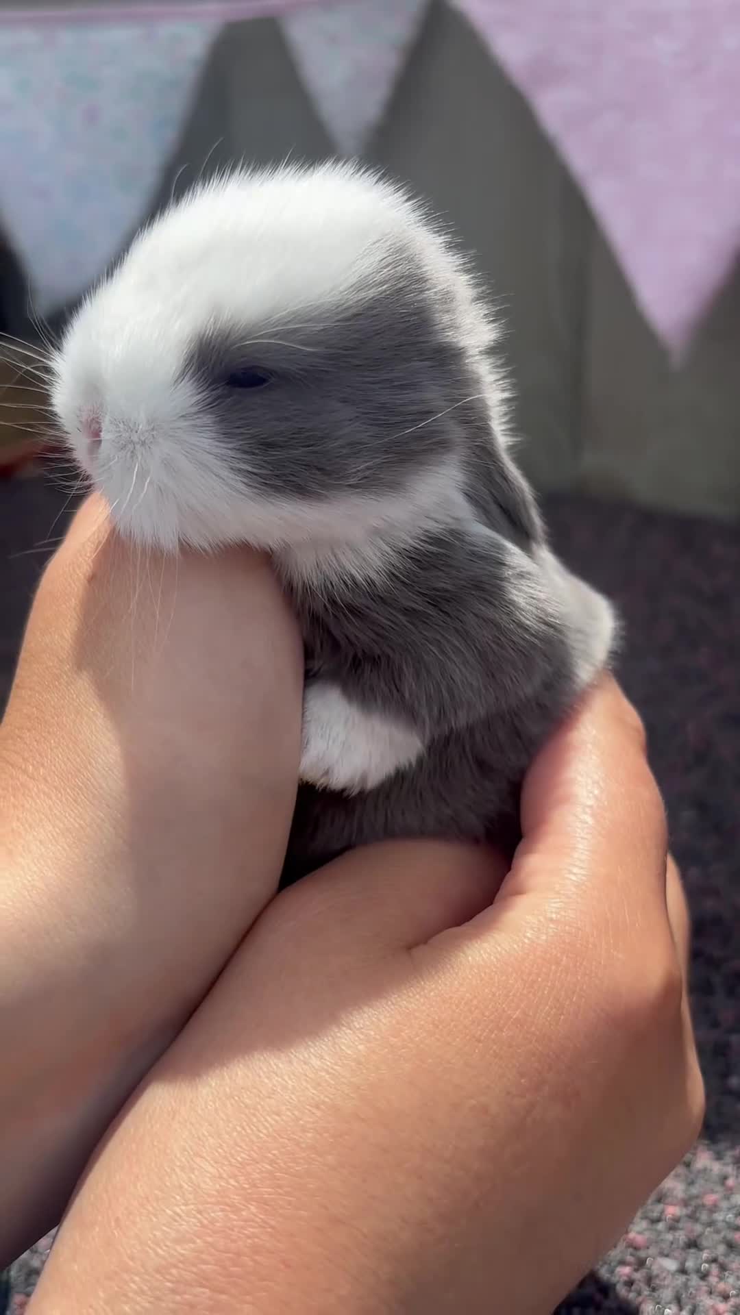 Mini Lop rabbits for sale: Beautiful pure bred mini lops blue eyes  - Video 3