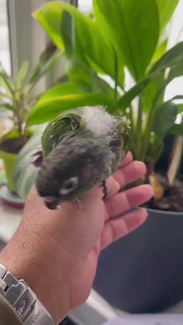 Conures birds for sale: Handreared green cheek conure baby in Manchester - Video 1