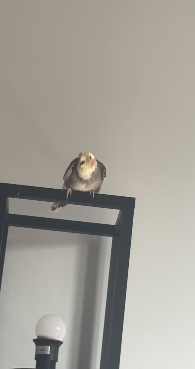 Cockatiels birds for sale: Male&female cockatiel for sale - Video 3