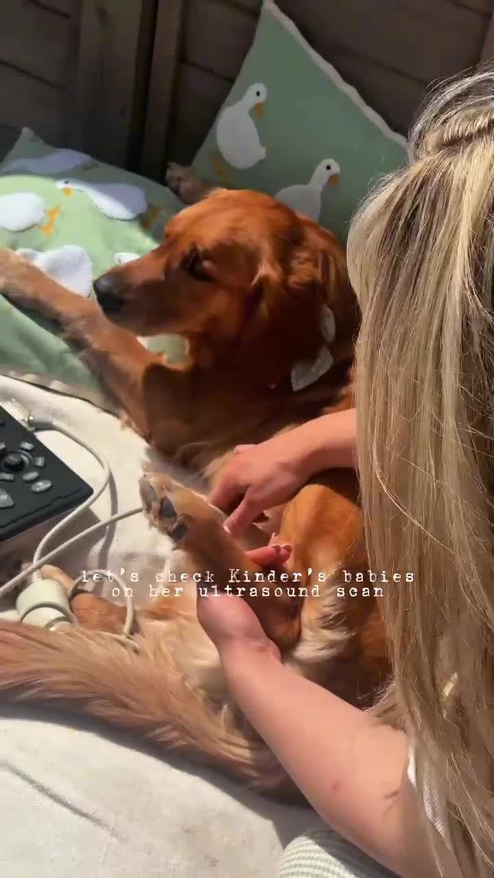Golden Retriever dogs for sale: 🧸 Litter Announcement - Pedigree KC Puppies 🧸 - Video 1