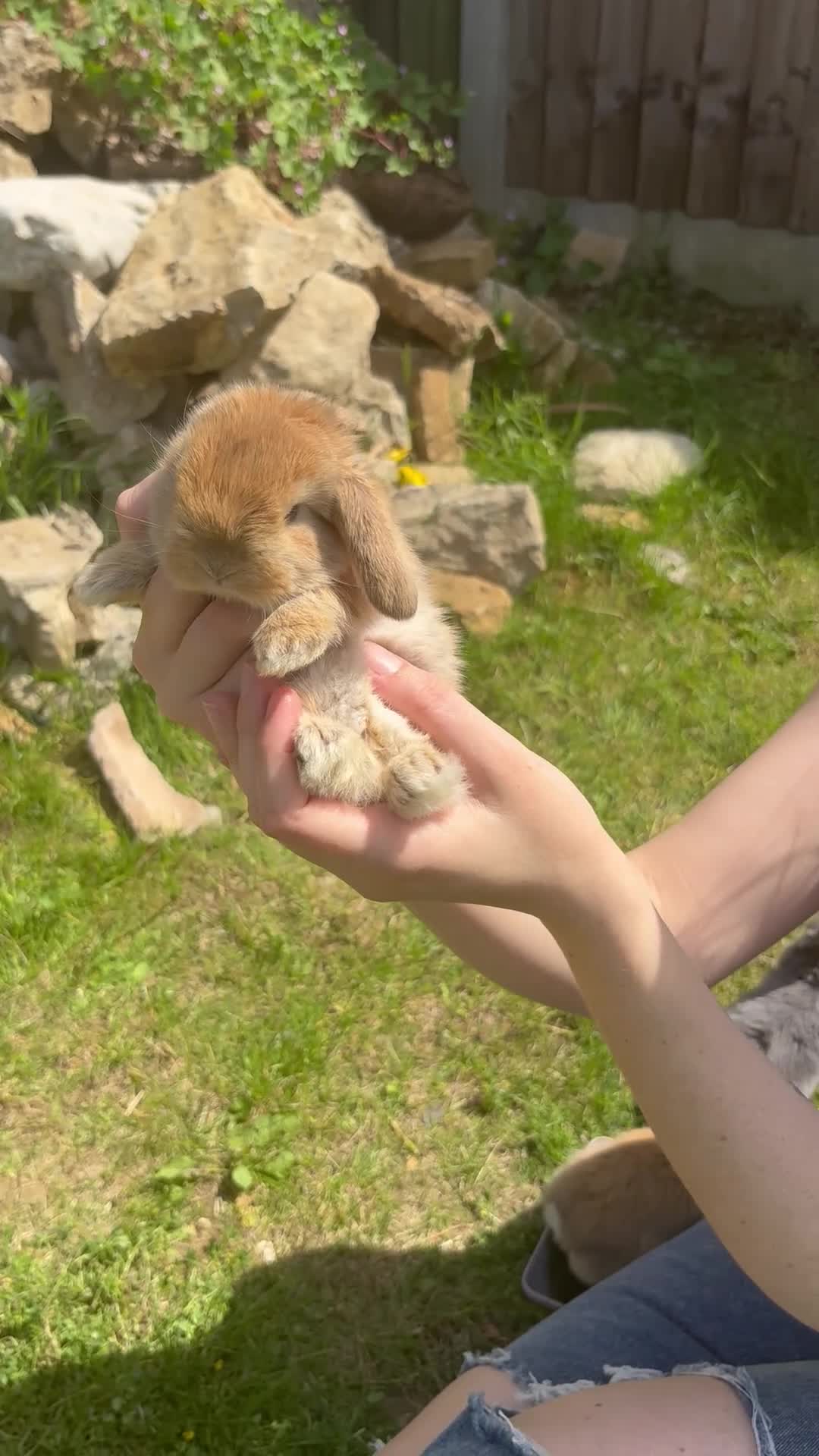 French Lop rabbits for sale: Pure French lops  - Video 1