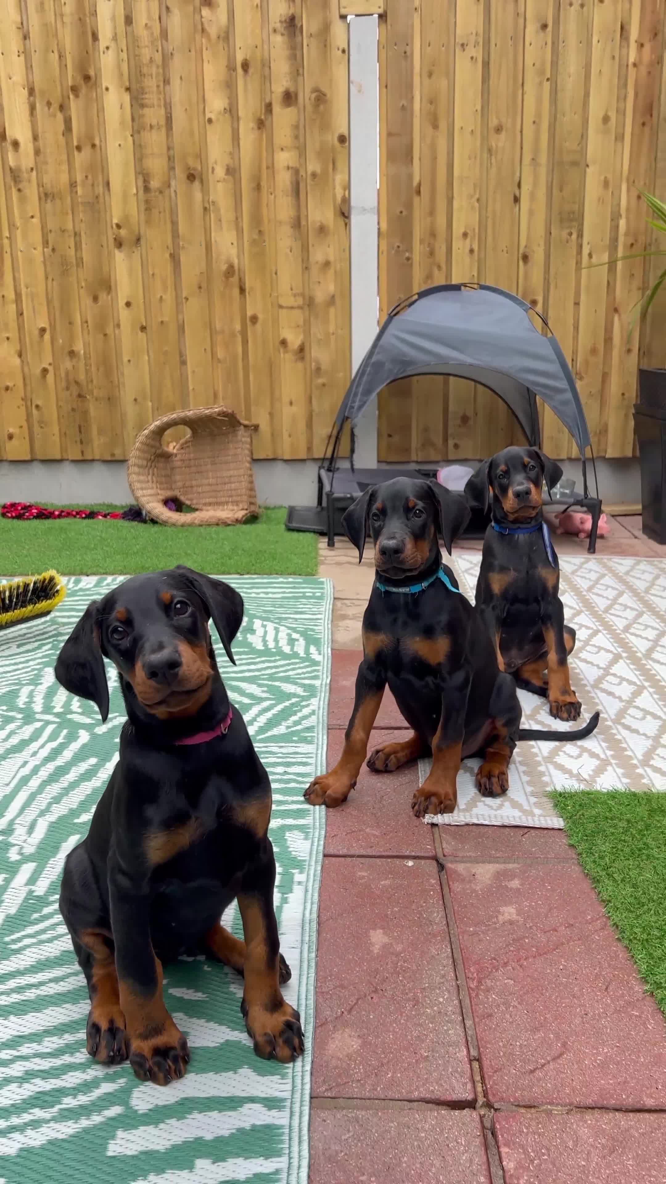 Dobermann dogs for sale: Exceptional Confident European Doberman puppies - Video 2