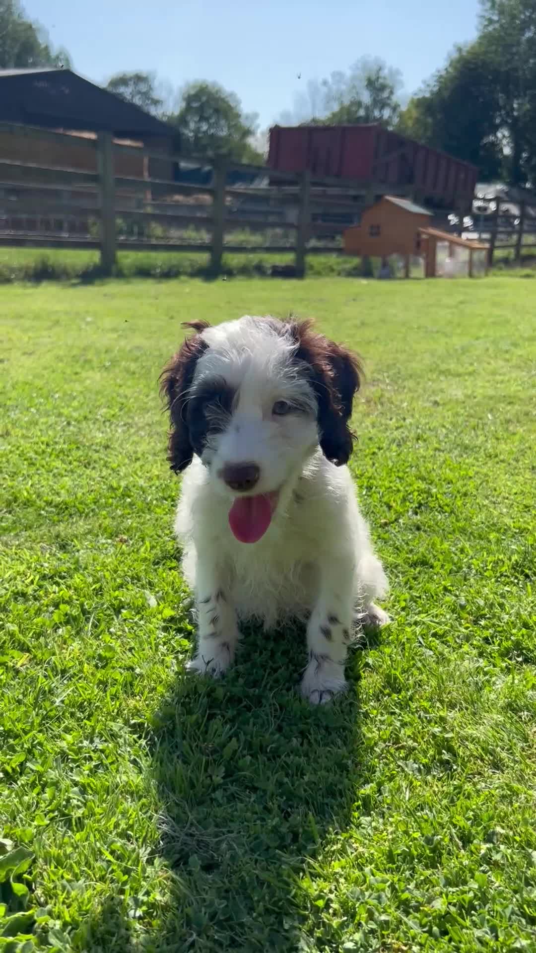Sproodle dogs for sale: Sproodle Puppies Ready For Their Forever Homes - Video 1